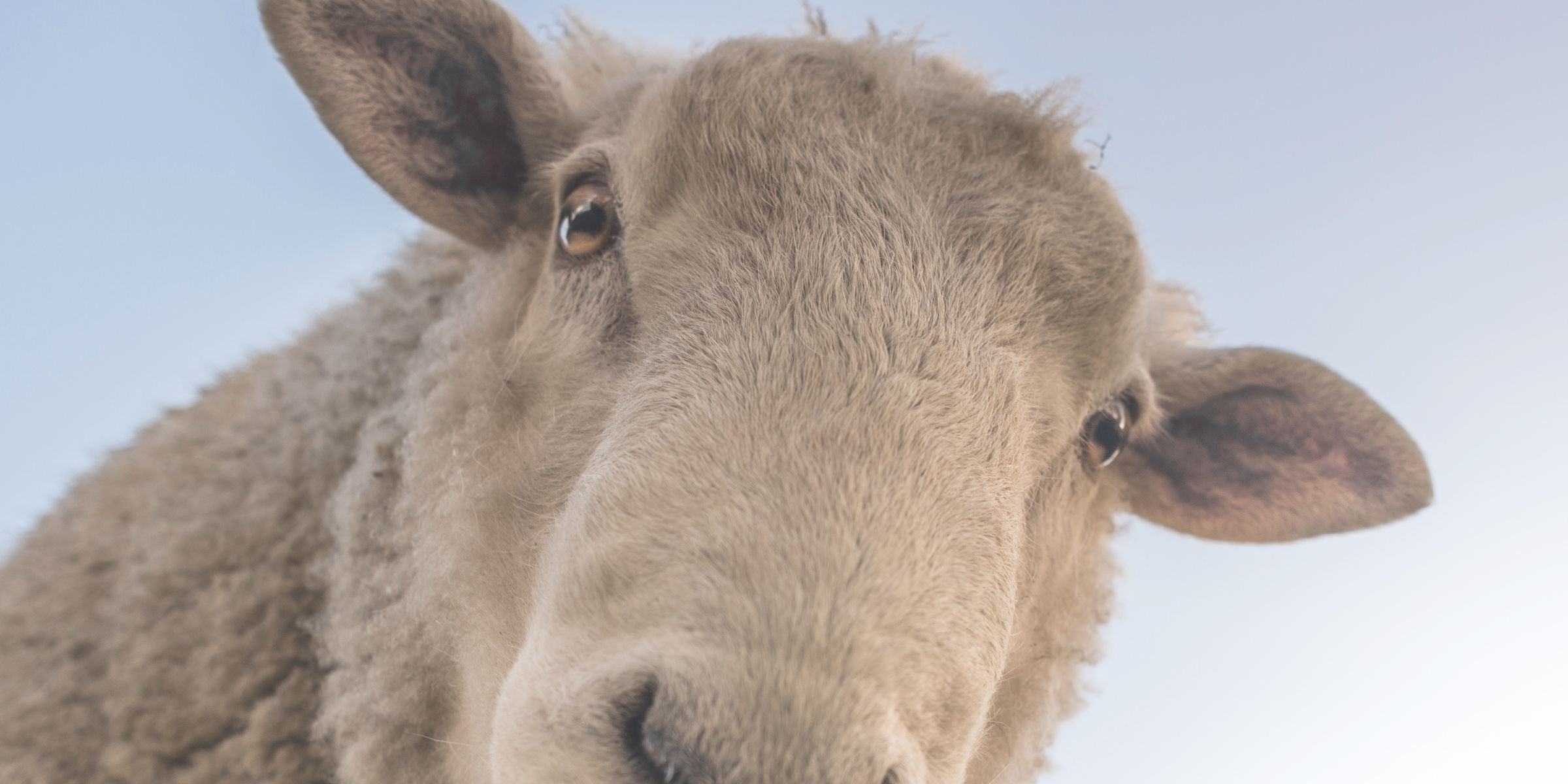 Finnish sheep and the environmental impact of wool