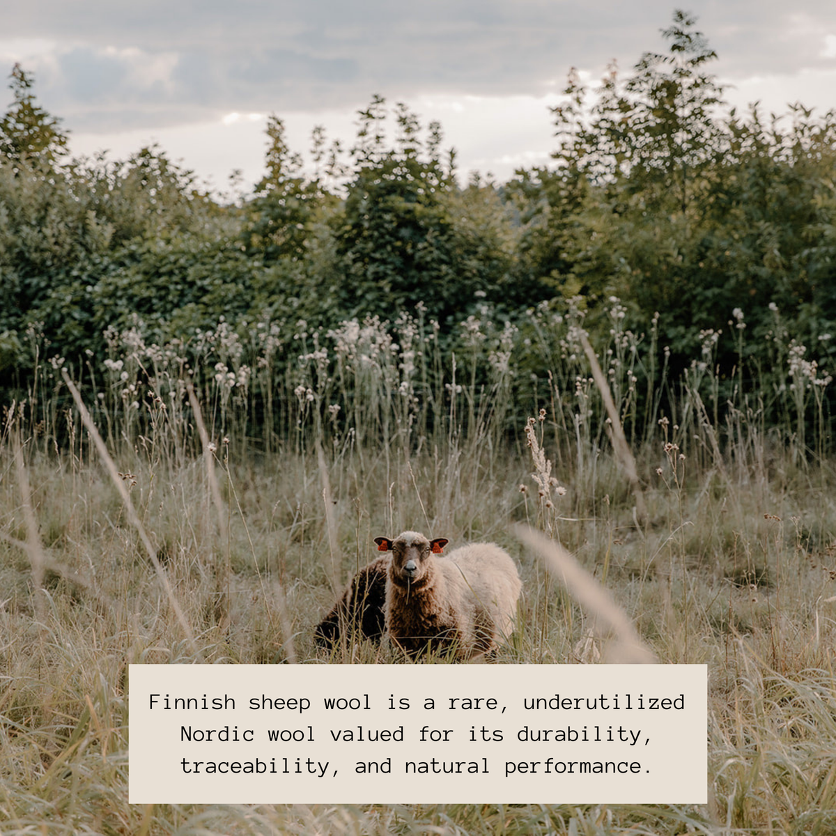 Finnish sheep is rare, underutilized Nordic sheep wool valued for its durability and natural performance