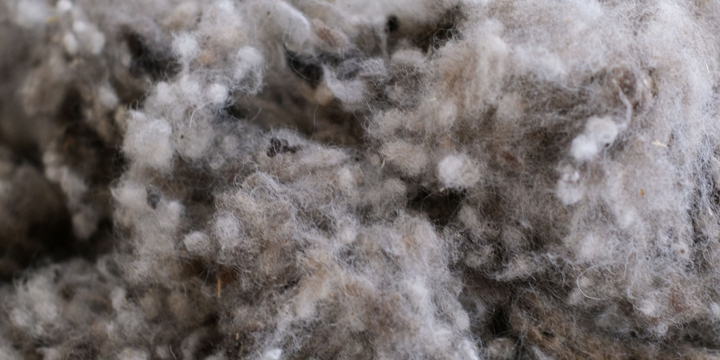 Origin of the Finnish sheep wool